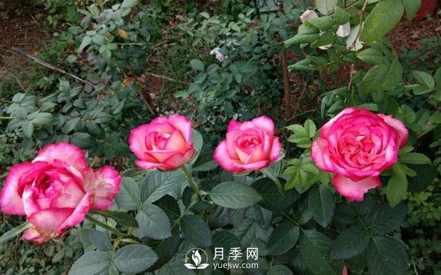 盆栽月季花，應該如何養(yǎng)殖呢(圖1)