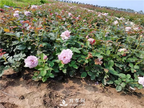 春天照著養(yǎng)，月季花朵多到爆炸！(圖1)