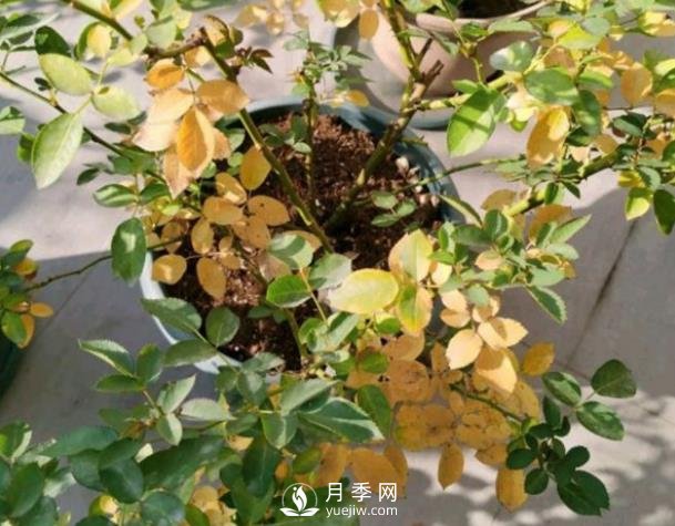 月季從底部開(kāi)始黃葉是什么原因？(圖1)