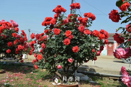 陶盆和塑料盆，哪個更適合種月季呢？(圖1)