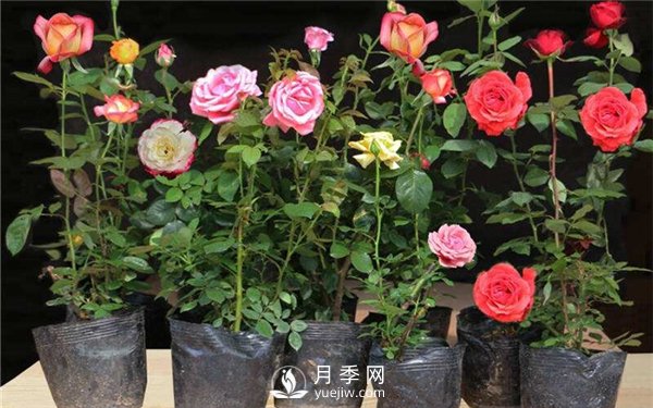 月季花水插繁育技術(shù)-月季花水插法(圖1)