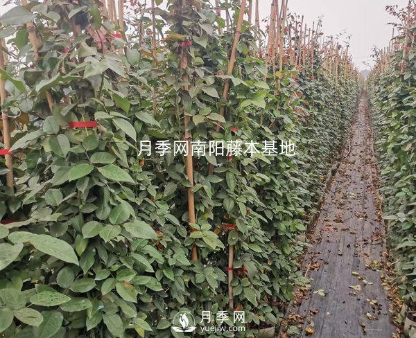 藤本月季養(yǎng)護(hù)攻略，千萬別錯(cuò)過！(圖1)