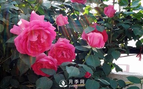 月季花幾月份栽培適宜？(圖1)