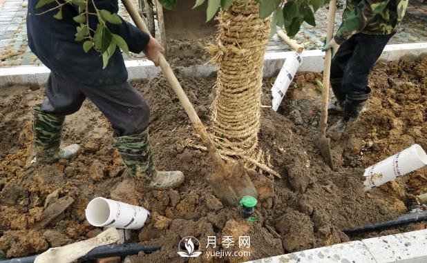 苗木栽植時應做好根部的哪些護理？(圖1)