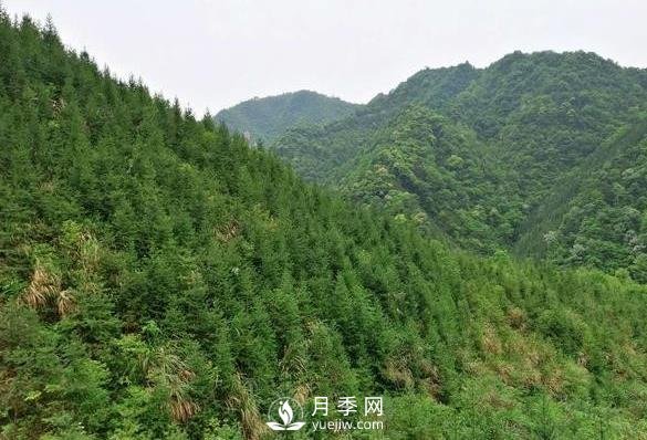 杉木種植***易忽略的四個(gè)誤區(qū)，做到這才是會(huì)種杉木的苗民(圖1)