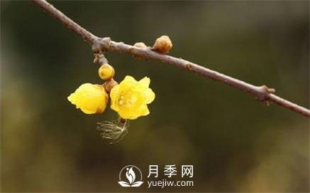 岳陽：臘梅獨自開 只為報春來(圖3)