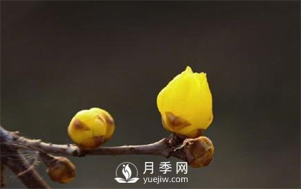 岳陽：臘梅獨自開 只為報春來(圖2)
