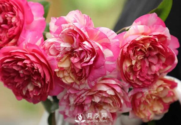 如何辨認玫瑰花是否染色？月季網告訴你如何選擇？(圖1)