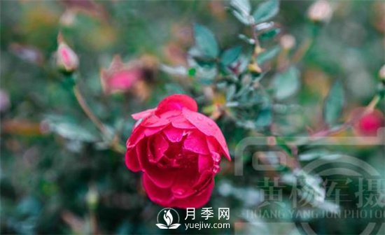紅艷嬌美的月季花，四季常開，絢麗的花朵非常美(圖1)