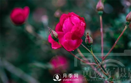 紅艷嬌美的月季花，四季常開，絢麗的花朵非常美(圖2)