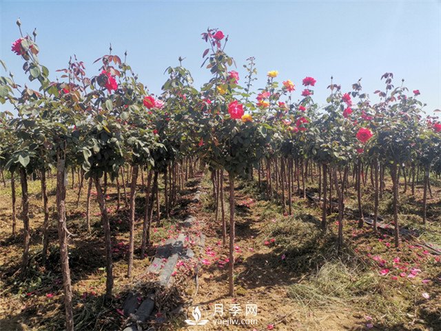 3-4公分月季樹報(bào)價(jià)，3-4公分高桿月季報(bào)價(jià)！(圖2)