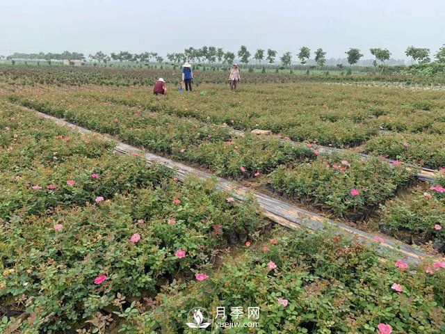 2021年春季盆栽月季市場(chǎng)報(bào)價(jià) 盆花月季多少錢一棵？(圖3)