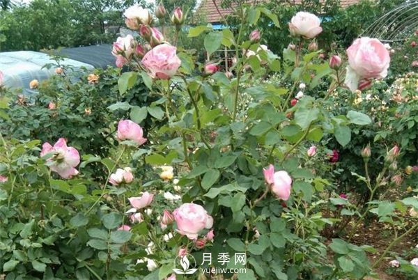 花友都喜歡的月季品種，龍沙寶石，適合做月季花門(mén)(圖1)