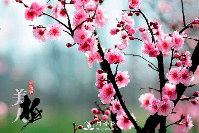 美人梅日常養(yǎng)護(hù)要點(diǎn)，大盆厚土催花艷(圖1)