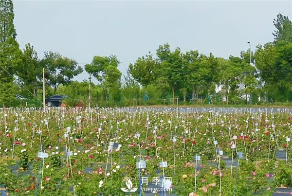 天狼月季，始終走在育種路上(圖2)