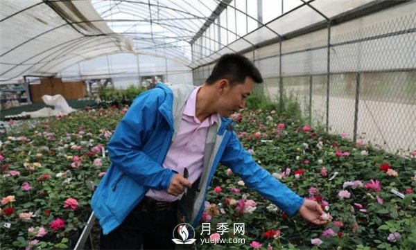 天狼月季，始終走在育種路上(圖3)