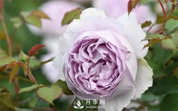 天狼月季，始終走在育種路上(圖4)