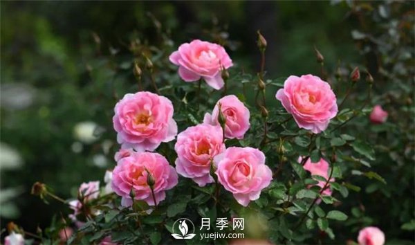 天狼月季，始終走在育種路上(圖5)