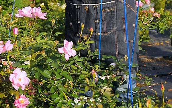 天狼月季，始終走在育種路上(圖6)