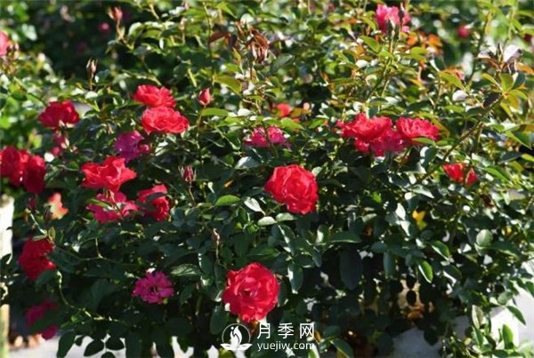 天狼月季，始終走在育種路上(圖8)