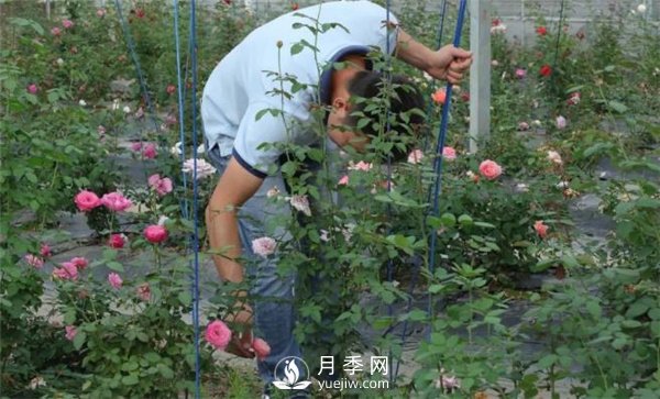天狼月季，始終走在育種路上(圖9)