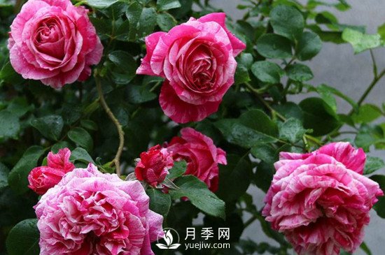 月季如何修剪和促進發(fā)筍芽？月季網(wǎng)告訴你(圖1)