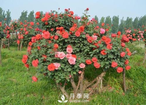 古樁月季樹緣何身價不斷翻倍？！(圖1)