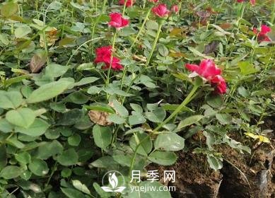 月季苗栽培、養(yǎng)護、銷售日歷(圖1)