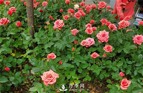 月季在花壇中該如何運用？(圖4)