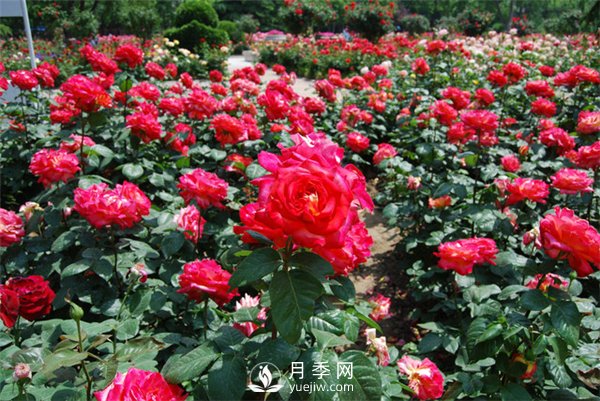 城市綠化帶內(nèi)為何喜歡種植月季花？(圖1)