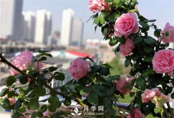 一年開三季的月季花，裝扮我的陽臺(圖1)