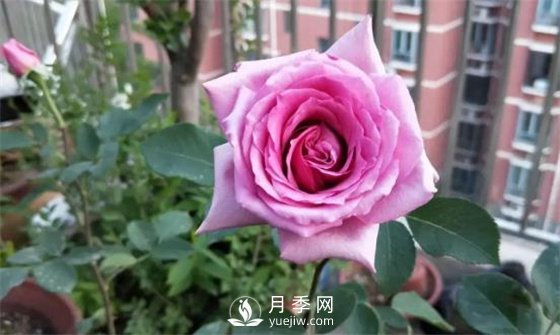 一年開三季的月季花，裝扮我的陽臺(圖2)