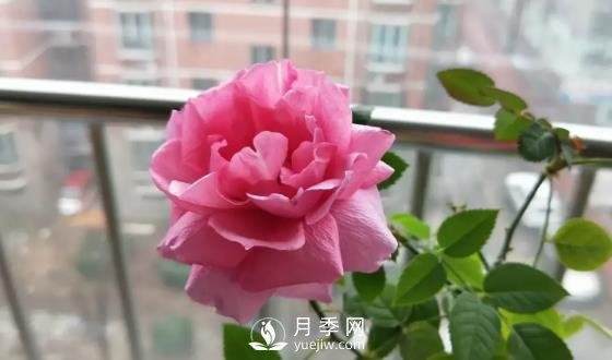 一年開三季的月季花，裝扮我的陽臺(圖3)