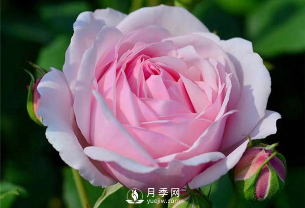 月季施肥有哪些注意事項？月季網(wǎng)告訴你(圖1)