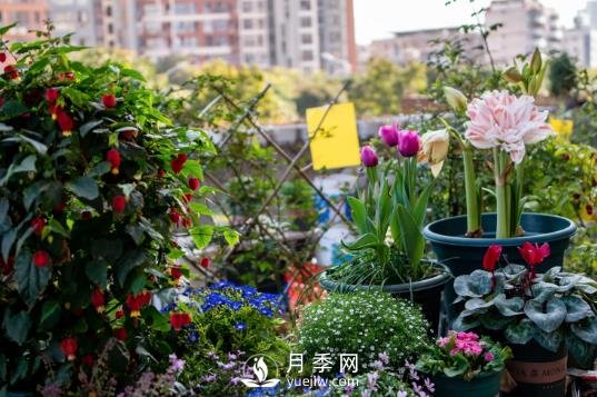 冬去春來，氣溫升高，期待花趕快打開(圖1)