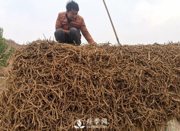 收購加工中藥材一年純利潤100多萬元，比種藥材要強多了(圖1)