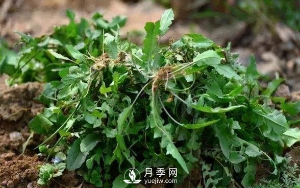 薺薺菜一年采收2季，生長期2個(gè)月，包餃子受熱捧(圖1)
