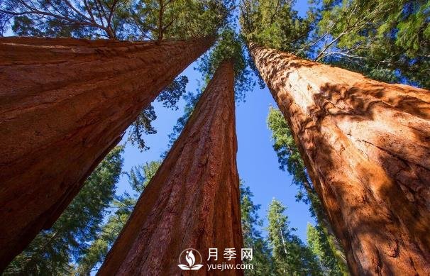 杉木為什么不值錢？解決三個問題，依舊會王者歸來(圖1)