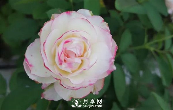 施肥、陽光、修剪，做好三點(diǎn)，月季花月月爆盆(圖1)