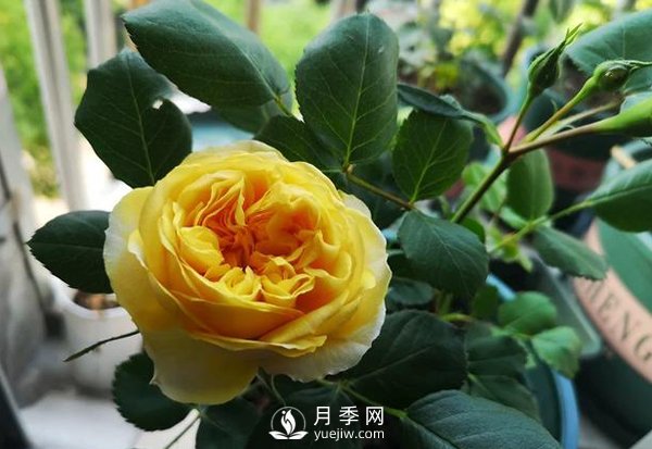 盆栽月季樹皮放多了影響生根嗎？來告訴你正確做法(圖1)