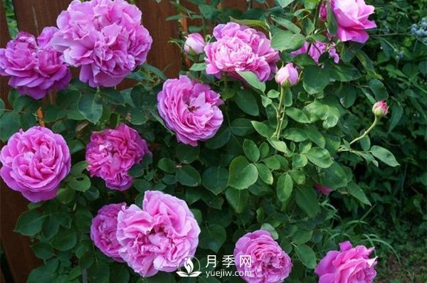 月季花花苞有綠色小蟲(chóng)怎么辦？(圖1)