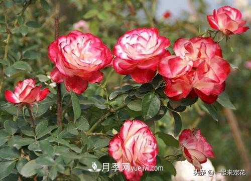 新年養(yǎng)盆香水月季，花朵香飄滿屋，陽臺盆栽佳品(圖2)