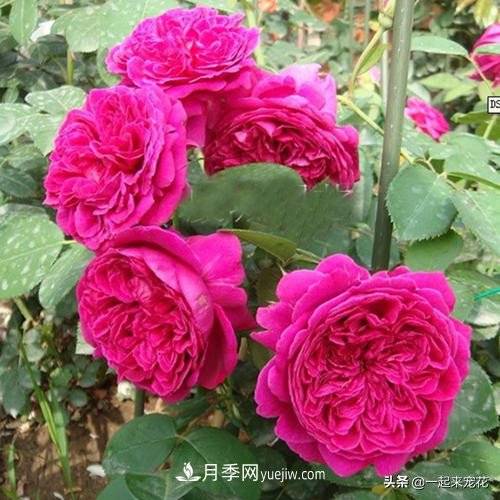 新年養(yǎng)盆香水月季，花朵香飄滿屋，陽臺盆栽佳品(圖3)