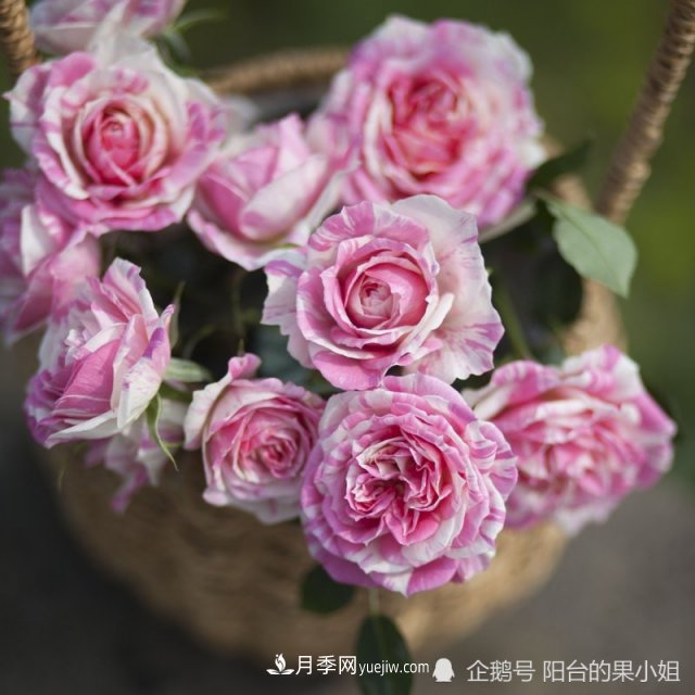 條紋系的月季，你***愛哪一種(圖8)