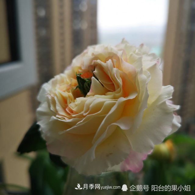 條紋系的月季，你***愛哪一種(圖4)