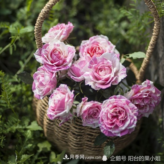 條紋系的月季，你***愛哪一種(圖9)