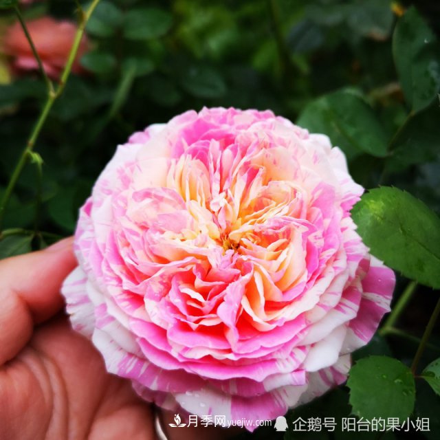 條紋系的月季，你***愛哪一種(圖3)