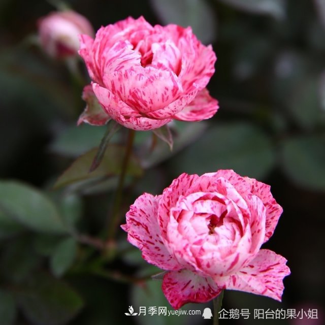條紋系的月季，你***愛哪一種(圖1)