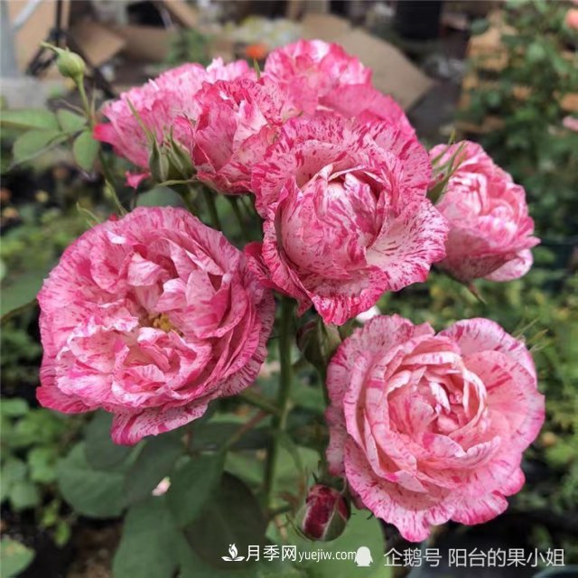 條紋系的月季，你***愛哪一種(圖2)