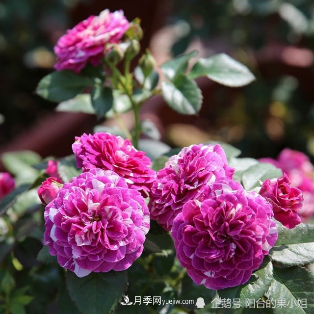 條紋系的月季，你***愛哪一種(圖6)